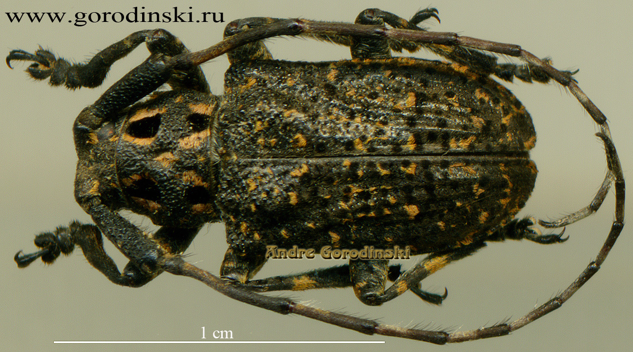 http://www.gorodinski.ru/cerambyx/Mesosa sp.1.jpg